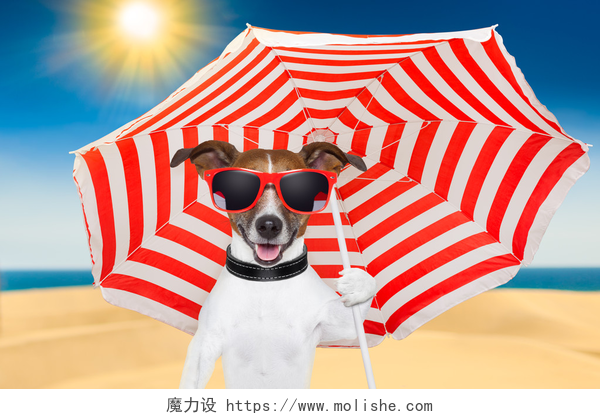 狗在沙滩上红色和白色的伞下狗年夏
